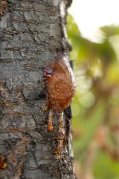 resin on the tree in nature. macro