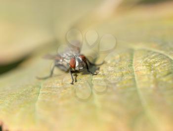 fly on autumn leaves. macro