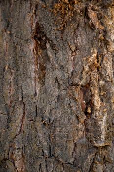 bark of the tree as background
