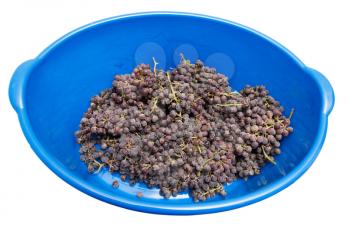 Black grapes in a blue bucket on a white background