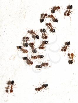 ants on a white wall