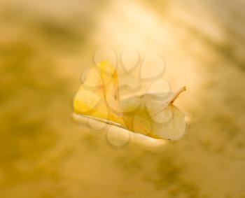 yellow autumn leaf on the water