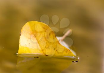 yellow autumn leaf on the water