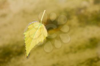 yellow autumn leaf on the water