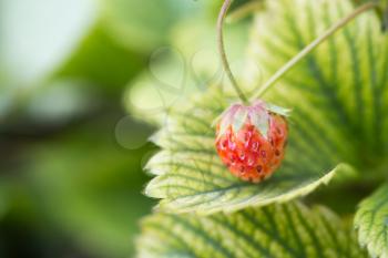 Wild strawberry berry growing in natural environment. Macro close-up.