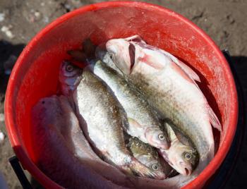 Fish in a bucket on a fishing trip .