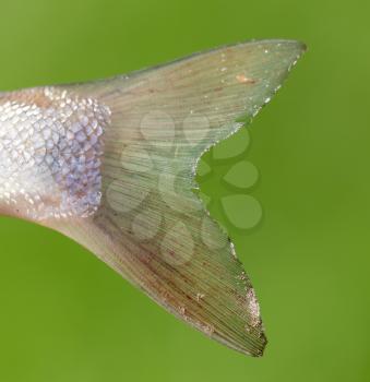 The tail of a fish in the open air .