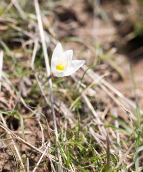 snowdrop flower in nature