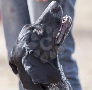 Portrait of a black dog in the nature