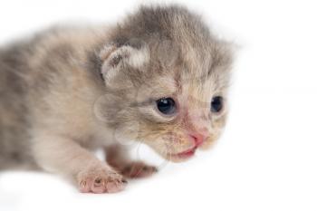 Portrait of a newborn kitten on a white background