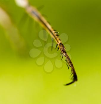Hair on the clutches of a dragonfly. macro