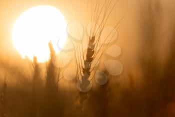 Ears of wheat on the background of a golden sunset .