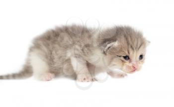 Portrait of a newborn kitten on a white background