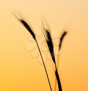 Ears of wheat on the background of a golden sunset .