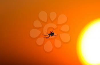 Spider on the background of a golden sunset .