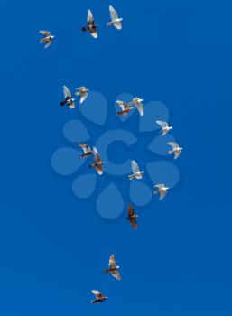 A flock of pigeons on a blue sky .