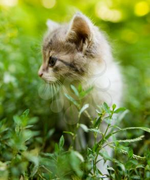 Little kitten in green grass in the park .