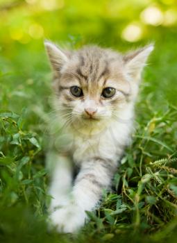 Little kitten in green grass in the park .