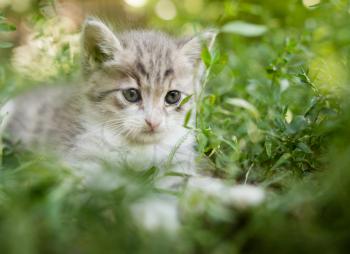 Little kitten in green grass in the park .