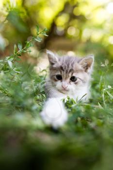 Little kitten in green grass in the park .