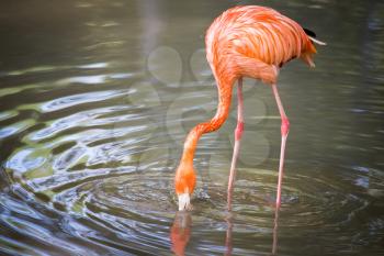 Pink flamingo on a pond in nature .