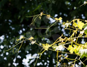 Mustache of grapes with green leaves in the open air .