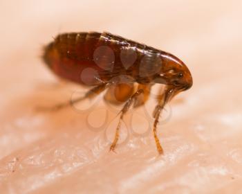 Flea on a human skin. Super macro