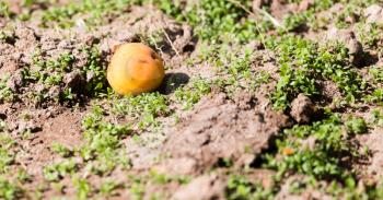 Ripe yellow apricots lie on the ground