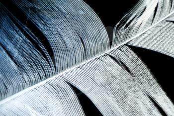 feather on a black background