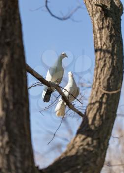 White dove on a tree against a blue sky .