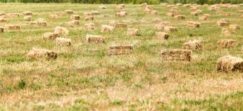 bales of hay in the field