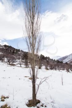 Nature in the Tien Shan mountains in winter. Kazakhstan