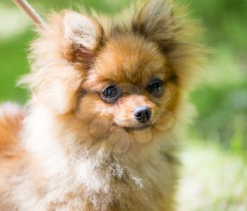 Portrait of a small dog in the park .