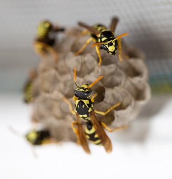 The wasp sits on an aspen. macro