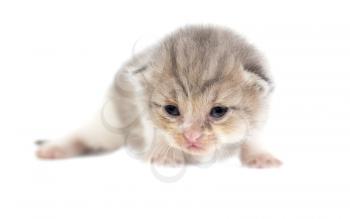 Portrait of a newborn kitten on a white background