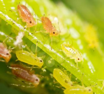 Aphids on a green leaf in nature. macro