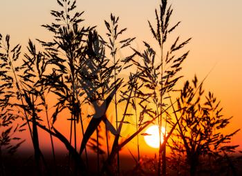 Plant on the background of a golden sunset .