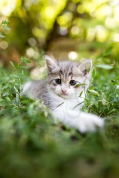 Little kitten in green grass in the park .