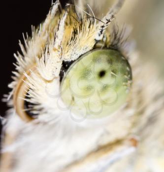 Portrait of a butterfly on nature. macro