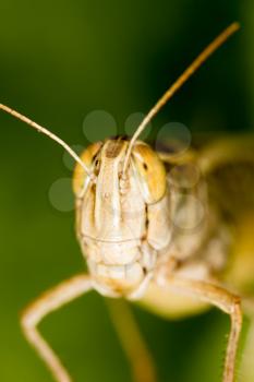 A portrait of a grasshopper in nature. macro