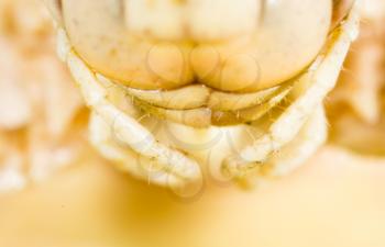 The mouth of a grasshopper on his head in nature. macro