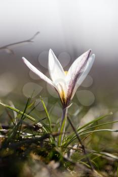 Beautiful snowdrop flower on nature in spring .