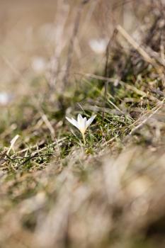 Beautiful snowdrop flower on nature in spring .