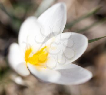 Beautiful snowdrop flower on nature in spring .