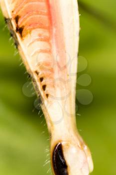 The grasshopper's paw on the nature. macro
