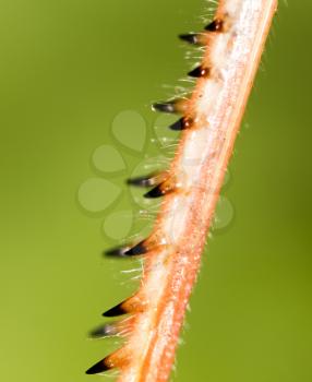 The grasshopper's paw on the nature. macro