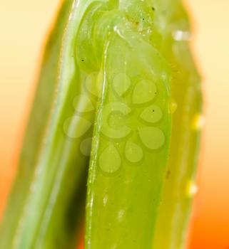The paw of a green mantis in nature. macro