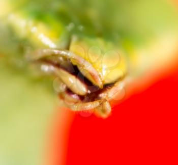 Mouth of a green mantis in nature. macro