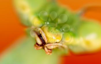Mouth of a green mantis in nature. macro