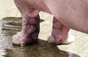 Foot hippopotamus on concrete in the zoo